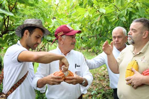 Cacao araucano